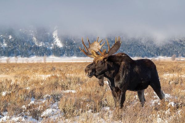 Bull moose portrait with snowy Grand Teton National Park in background-Wyoming